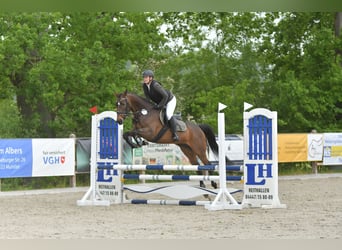 Hannoveraner, Stute, 6 Jahre, 158 cm, Dunkelbrauner