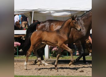 Hannoveraner, Stute, 6 Jahre, 160 cm, Brauner