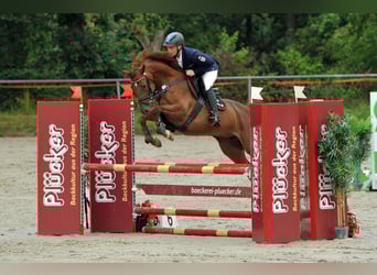 Hannoveraner, Stute, 6 Jahre, 160 cm, Fuchs