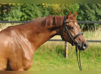 Hannoveraner, Stute, 6 Jahre, 160 cm, Fuchs