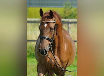 Hannoveraner, Stute, 6 Jahre, 160 cm, Fuchs