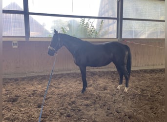 Hannoveraner, Stute, 6 Jahre, 160 cm, Rappe