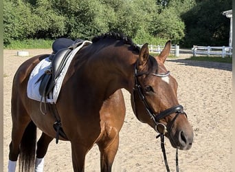 Hannoveraner, Stute, 6 Jahre, 161 cm, Brauner