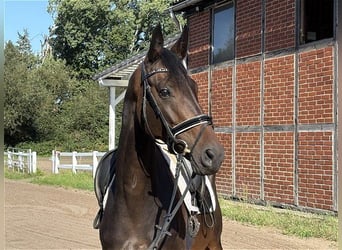 Hannoveraner, Stute, 6 Jahre, 161 cm, Brauner