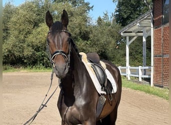 Hannoveraner, Stute, 6 Jahre, 161 cm, Brauner
