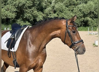 Hannoveraner, Stute, 6 Jahre, 161 cm, Brauner