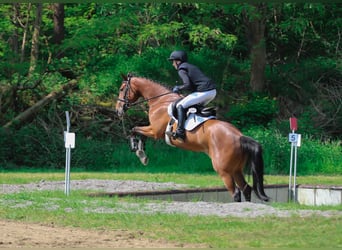Hannoveraner, Stute, 6 Jahre, 162 cm, Brauner