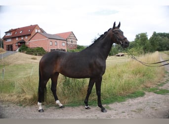 Hannoveraner, Stute, 6 Jahre, 162 cm, Dunkelbrauner