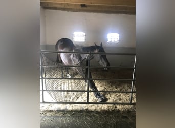 Hannoveraner, Stute, 6 Jahre, 162 cm, Dunkelbrauner