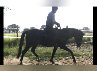Hannoveraner, Stute, 6 Jahre, 162 cm, Dunkelbrauner