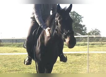 Hannoveraner, Stute, 6 Jahre, 162 cm, Dunkelbrauner