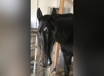 Hannoveraner, Stute, 6 Jahre, 162 cm, Dunkelbrauner