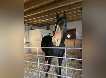 Hannoveraner, Stute, 6 Jahre, 162 cm, Dunkelbrauner