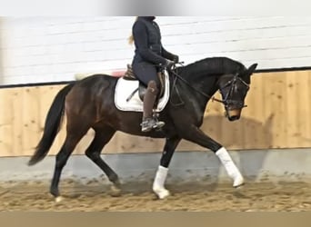 Hannoveraner, Stute, 6 Jahre, 162 cm, Dunkelbrauner