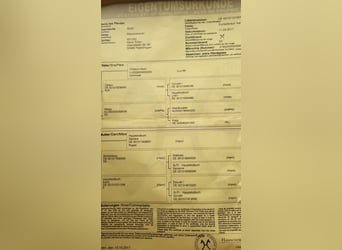 Hannoveraner, Stute, 6 Jahre, 162 cm, Dunkelbrauner