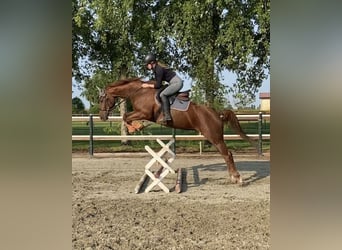 Hannoveraner, Stute, 6 Jahre, 162 cm, Fuchs