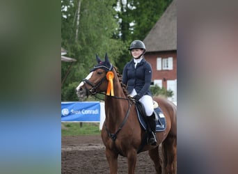 Hannoveraner, Stute, 6 Jahre, 162 cm, Fuchs