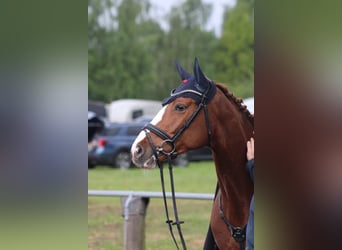 Hannoveraner, Stute, 6 Jahre, 162 cm, Fuchs