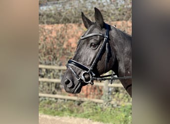 Hannoveraner, Stute, 6 Jahre, 162 cm, Rappe Hannoveraner, Stute, 6 Jahre, 162 cm, Rappe