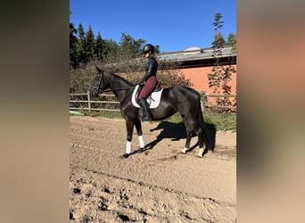 Hannoveraner, Stute, 6 Jahre, 162 cm, Rappe Hannoveraner, Stute, 6 Jahre, 162 cm, Rappe