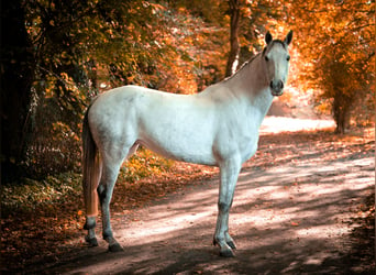 Hannoveraner, Stute, 6 Jahre, 163 cm, Apfelschimmel