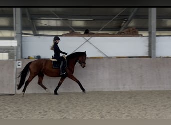 Hannoveraner, Stute, 6 Jahre, 163 cm, Brauner