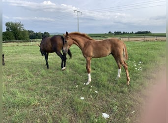 Hannoveraner, Stute, 6 Jahre, 163 cm, Brauner