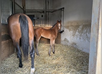 Hannoveraner, Stute, 6 Jahre, 163 cm, Brauner