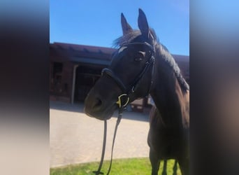 Hannoveraner, Stute, 6 Jahre, 163 cm, Brauner