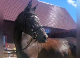 Hannoveraner, Stute, 6 Jahre, 163 cm, Brauner