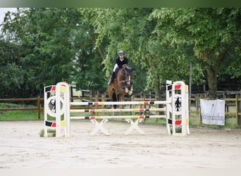 Hannoveraner, Stute, 6 Jahre, 163 cm, Brauner