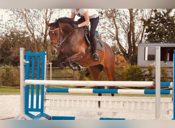 Hannoveraner, Stute, 6 Jahre, 163 cm, Brauner