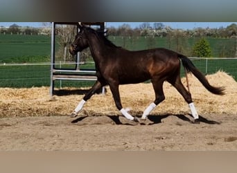 Hannoveraner, Stute, 6 Jahre, 163 cm, Dunkelbrauner