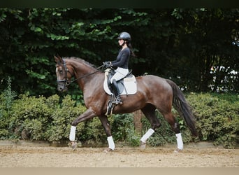 Hannoveraner, Stute, 6 Jahre, 163 cm, Dunkelfuchs