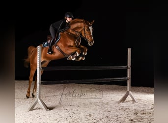Hannoveraner, Stute, 6 Jahre, 163 cm, Fuchs