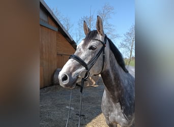 Hannoveraner, Stute, 6 Jahre, 163 cm, Schimmel