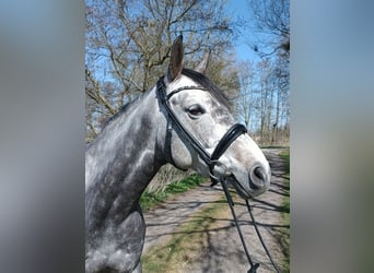 Hannoveraner, Stute, 6 Jahre, 163 cm, Schimmel