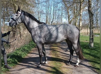 Hannoveraner, Stute, 6 Jahre, 163 cm, Schimmel
