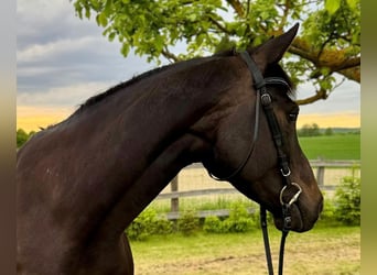 Hannoveraner, Stute, 6 Jahre, 163 cm, Schwarzbrauner