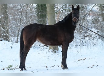 Hannoveraner, Stute, 6 Jahre, 164 cm, Brauner