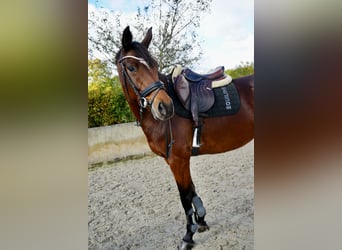 Hannoveraner, Stute, 6 Jahre, 164 cm, Brauner