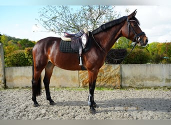 Hannoveraner, Stute, 6 Jahre, 164 cm, Brauner
