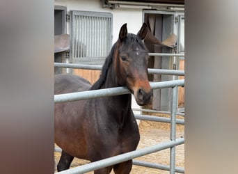 Hannoveraner, Stute, 6 Jahre, 164 cm, Dunkelbrauner