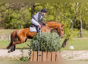 Hannoveraner, Stute, 6 Jahre, 164 cm, Fuchs