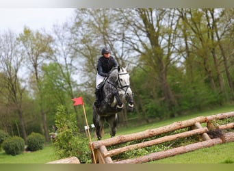 Hannoveraner, Stute, 6 Jahre, 164 cm, Schimmel