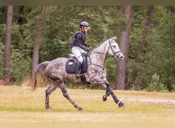 Hannoveraner, Stute, 6 Jahre, 164 cm, Schimmel