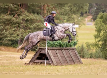 Hannoveraner, Stute, 6 Jahre, 164 cm, Schimmel