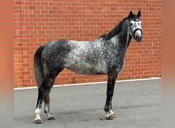 Hannoveraner, Stute, 6 Jahre, 165 cm, Apfelschimmel