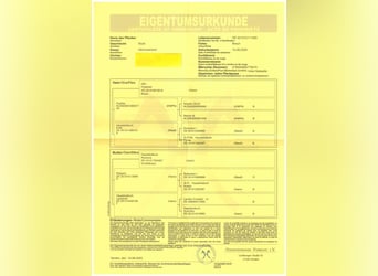 Hannoveraner, Stute, 6 Jahre, 165 cm, Brauner