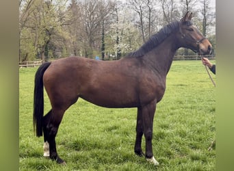 Hannoveraner, Stute, 6 Jahre, 165 cm, Brauner